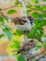 Passer domesticus