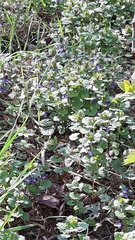 Glechoma hederacea
