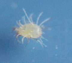 Tyrophagus