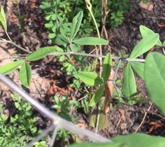 Baptisia albescens