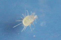 Tyrophagus