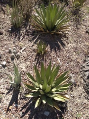 Agave obscura
