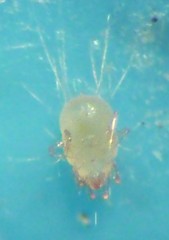 Tyrophagus