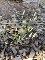 Malacothrix stebbinsii