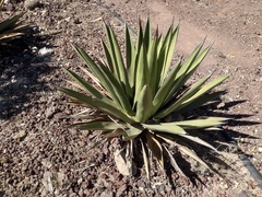 Agave obscura