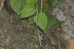 Dythemis nigra