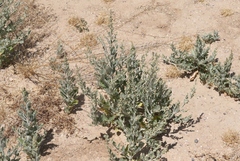Atriplex rosea