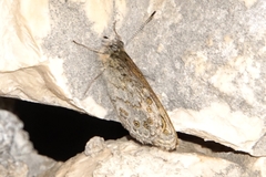 Lasiommata maera