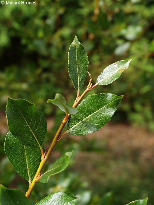 Salix bicolor