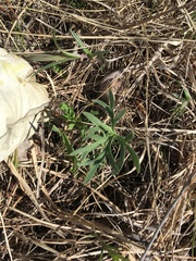 Delphinium carolinianum