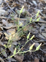 Malacothrix stebbinsii