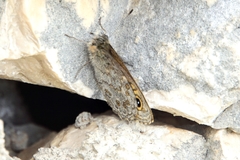 Lasiommata maera