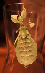 Phylliidae