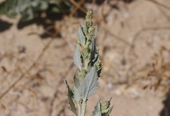 Atriplex rosea