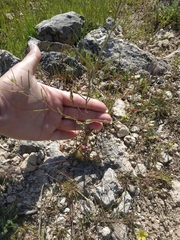 Arabis recta