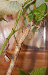 Achrioptera fallax