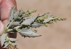 Atriplex rosea