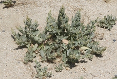 Atriplex rosea