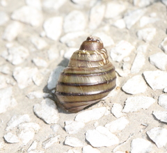 Angulyagra polyzonata