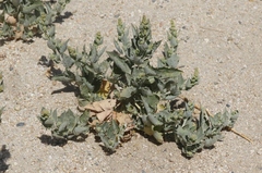 Atriplex rosea