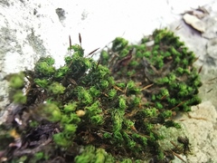 Ptychomitrium serratum