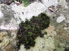 Ptychomitrium serratum