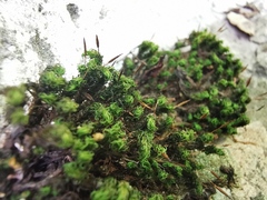 Ptychomitrium serratum