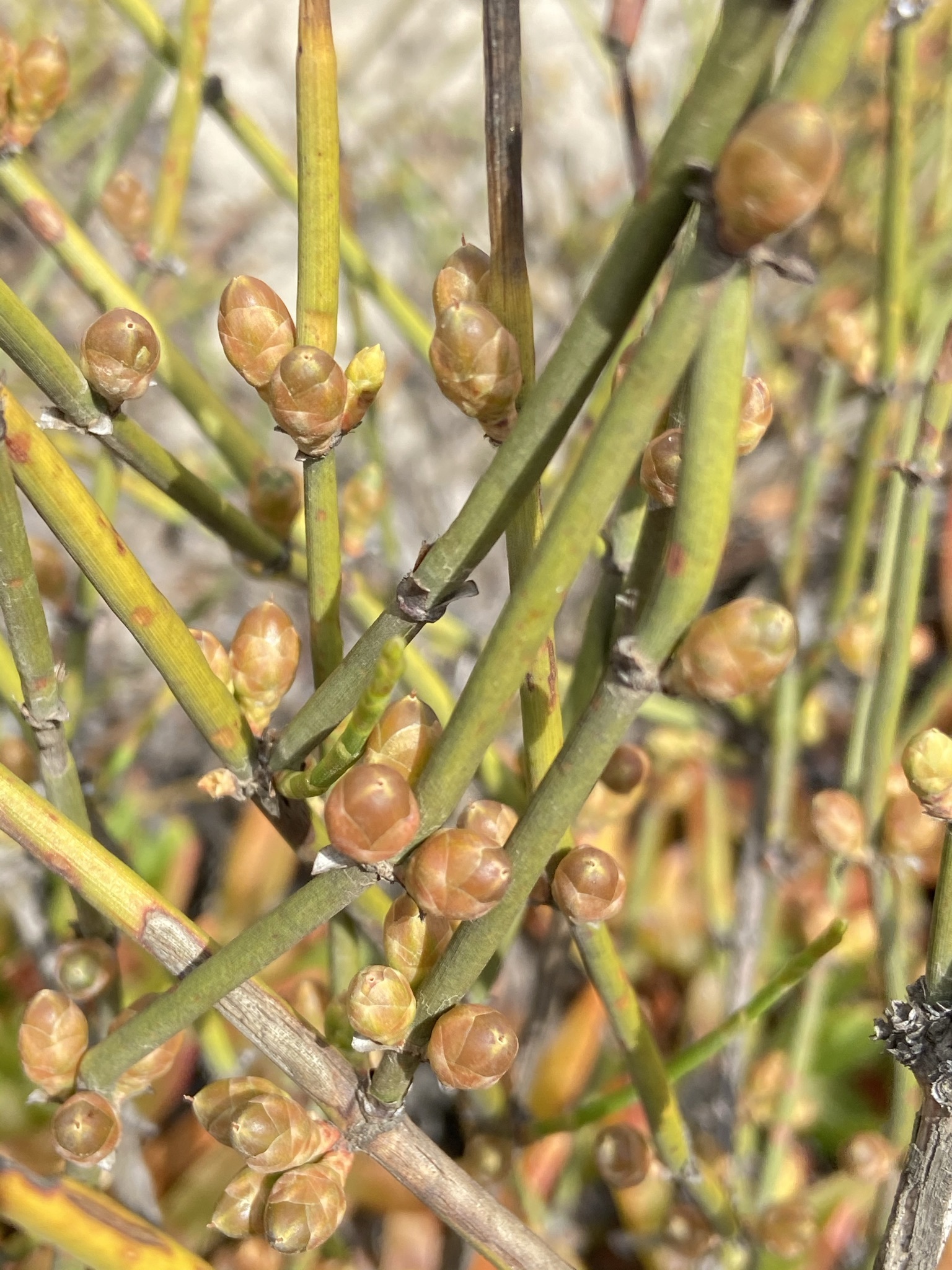 Ephedra californica