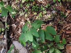 Bauhinia macranthera