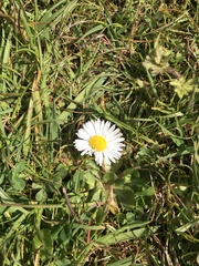 Bellis perennis