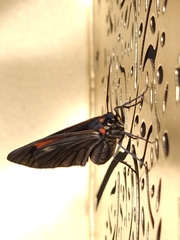 Sangalopsis microleuca