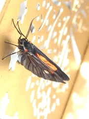 Sangalopsis microleuca