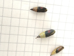 Sangalopsis microleuca