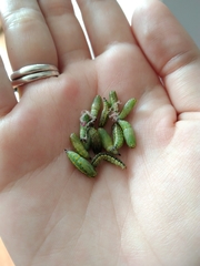 Sangalopsis microleuca