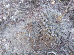 Thelocactus rinconensis