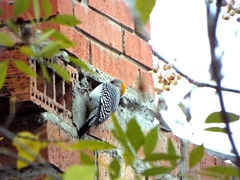 Melanerpes aurifrons