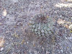 Thelocactus rinconensis