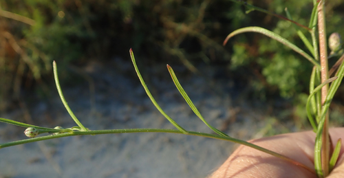 Polydora angustifolia image