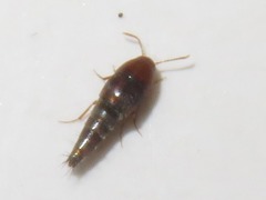Sepedophilus nigripennis