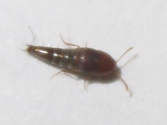 Sepedophilus nigripennis