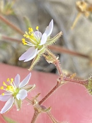 Sperguleae