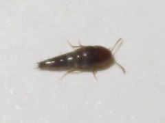 Sepedophilus nigripennis
