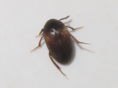 Sciodrepoides