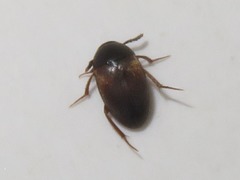 Sciodrepoides