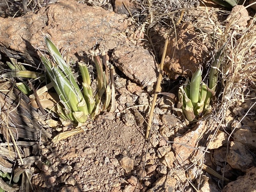 Agave parviflora