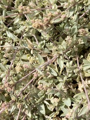 Atriplex watsonii