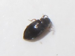 Proteinus brachypterus