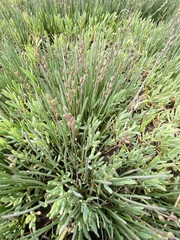 Triglochin concinna concinna