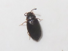 Proteinus brachypterus