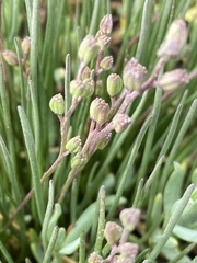 Triglochin concinna concinna